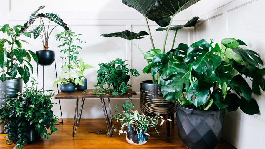 Best humidifier buying guide ever: pros and cons of different type