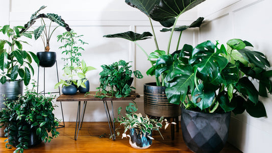 Best humidifier buying guide ever: pros and cons of different type